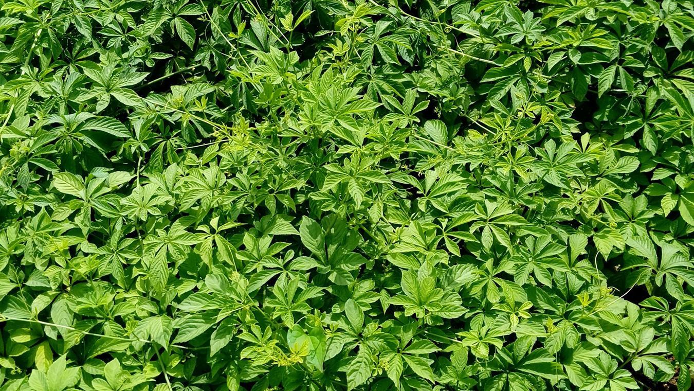 Công dụng tuyệt vời ít người biết của cây Giảo cổ lam 1 Công dụng tuyệt vời ít người biết của cây Giảo cổ lam 1